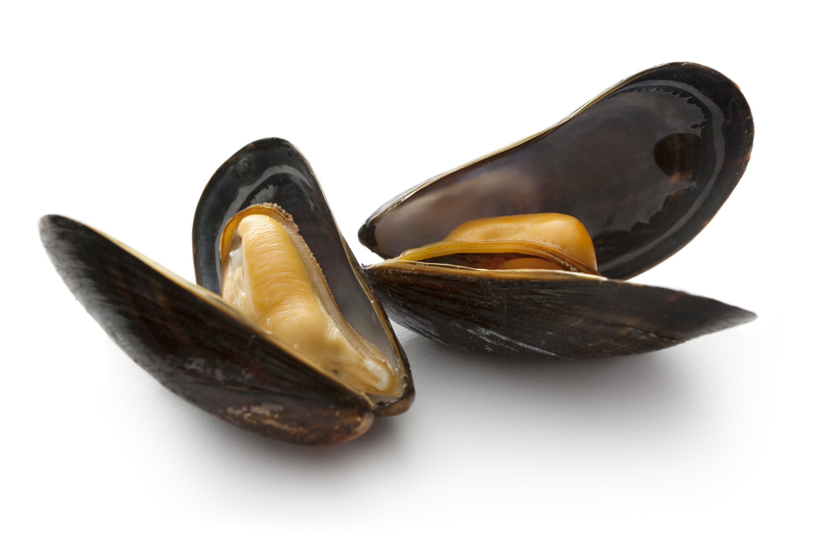 Mussels on white background (1) • Blue Harvest